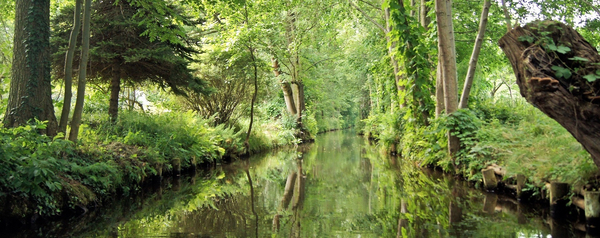 Ein Bild von Spreewald in Brandenburg: zu sehen ein Kanal mit vielen Bäumen.