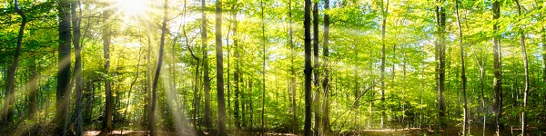 Ein Bild eines Forstes, die Sonne ist zwischen die Baumstämmen zu sehen